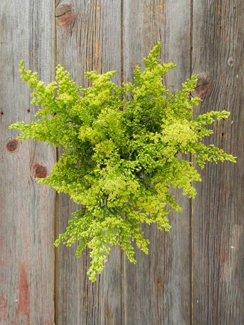 SOLIDAGO  YELLOW ASTER